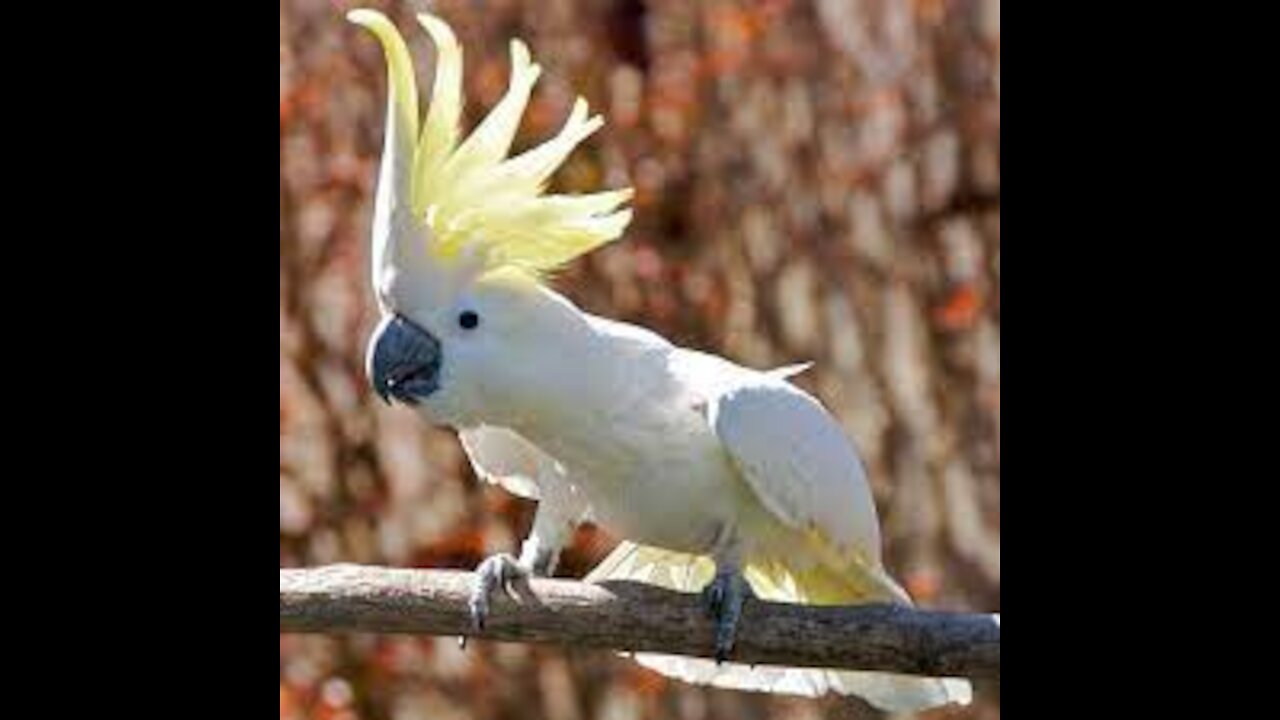 funny cockatoo barking