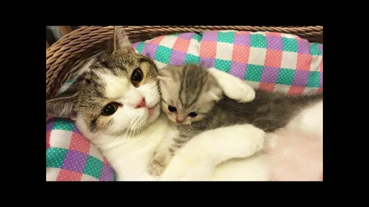 Funny Cats Compilation Viral