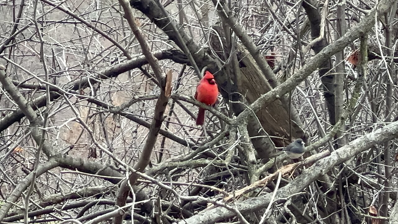 Bird Feeder shenanigans Toronto