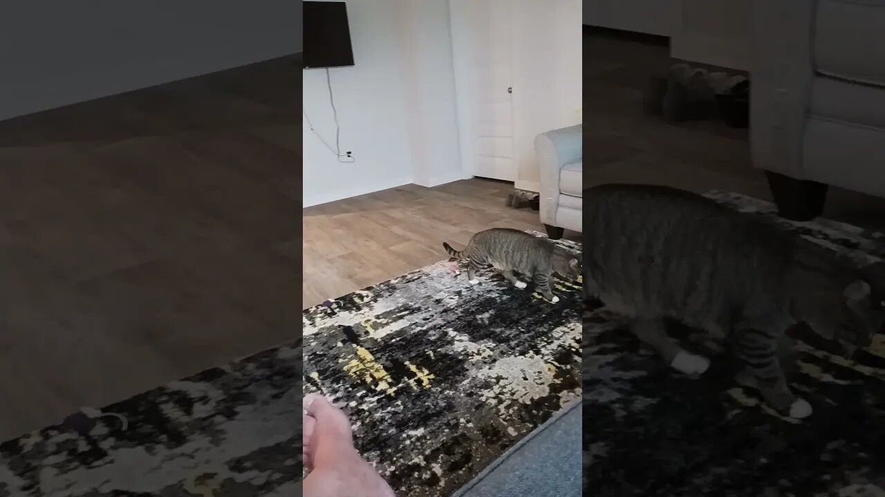 cat with toy mouse