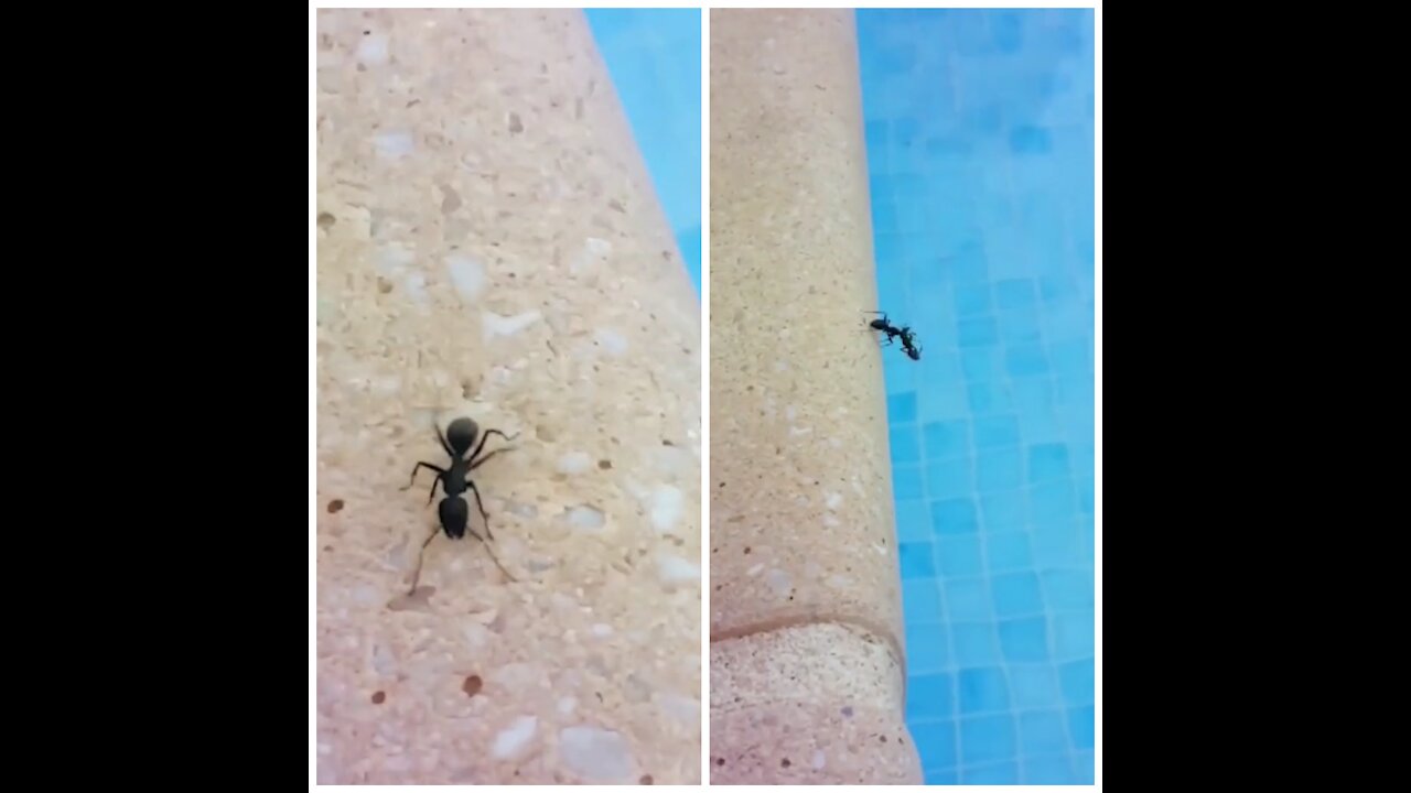 Homicidal ant attack!?