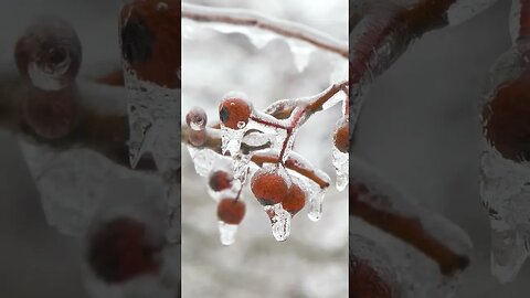 Frozen tree berries