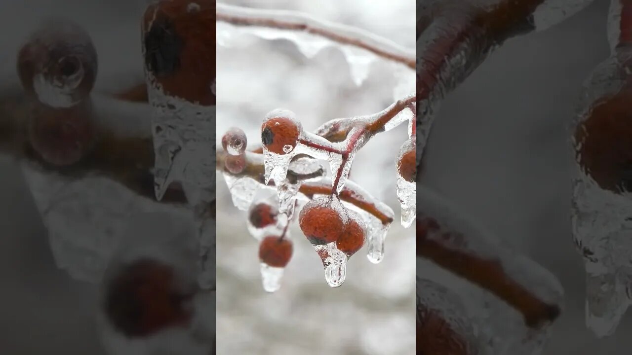 Frozen tree berries