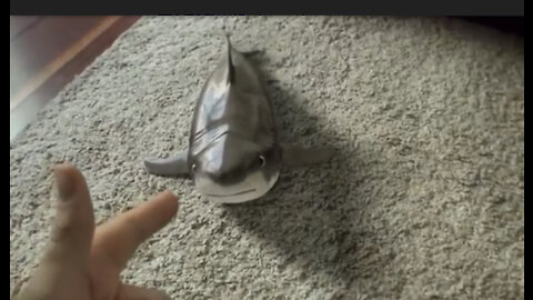 Cutest Baby Shark Happy Shark Fun Shark Cute Baby Animals Reaction 2020