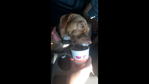 Sadie's 1st Pup Cup