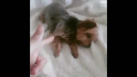 #shortscatsvideos #shorts cats videos #shortspetsvideos #shortspetsvideos #shortsanimalsvideos