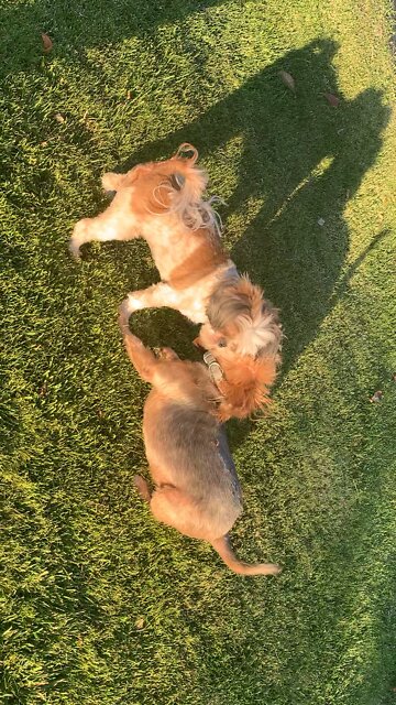 Jack and zoey playing in the grass