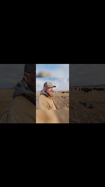 Losing Livestock to Grizzly Bears is Hard