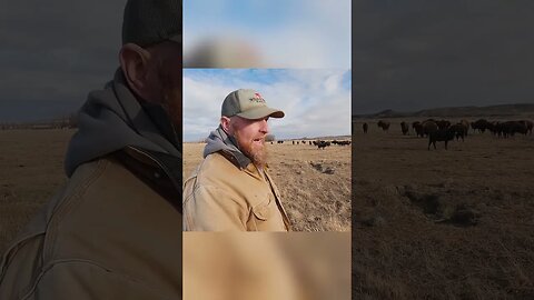 Losing Livestock to Grizzly Bears is Hard