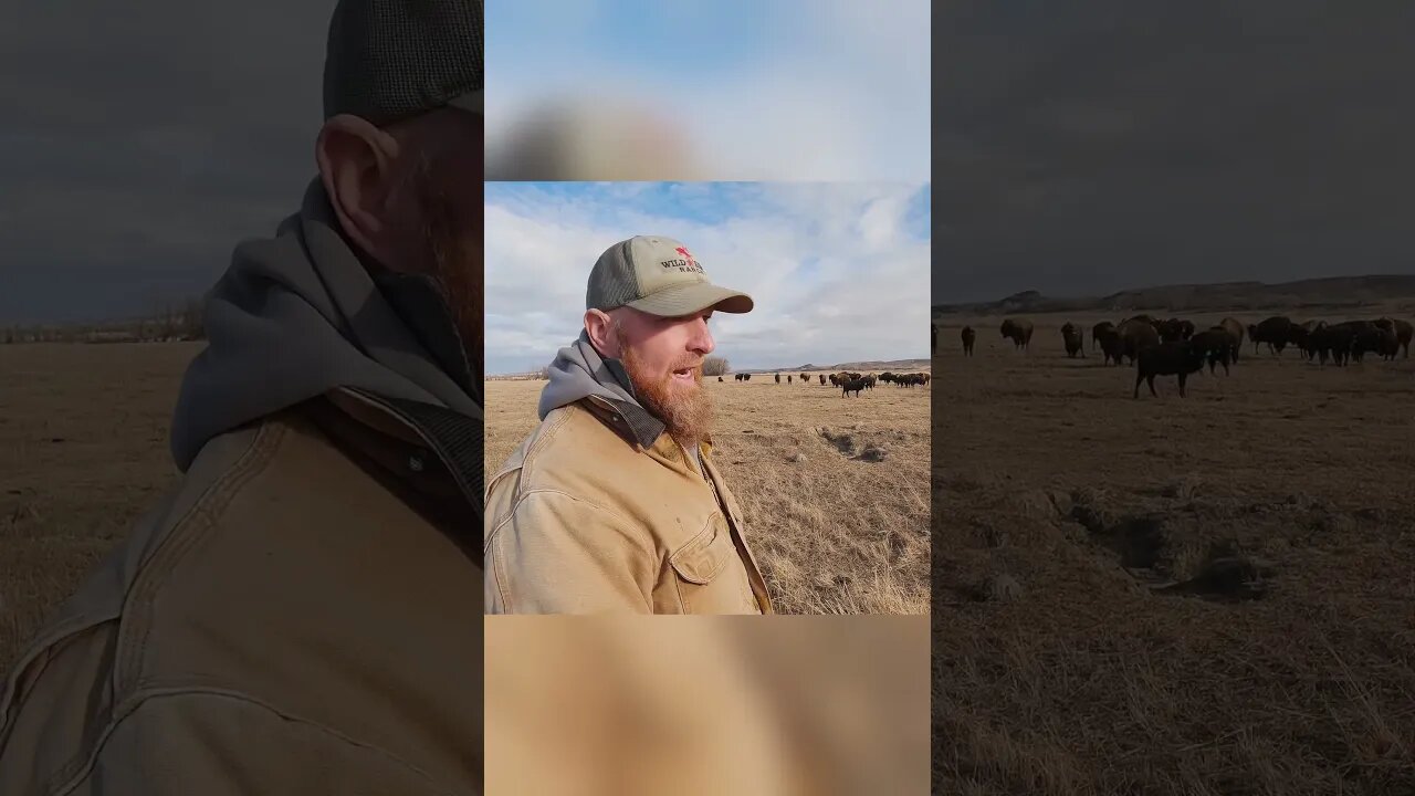 Losing Livestock to Grizzly Bears is Hard