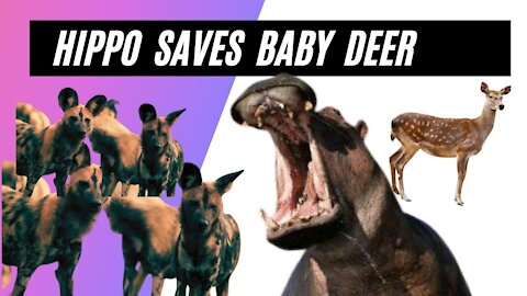 🔘 Wow ! 😮Hippo saves baby deer !😃