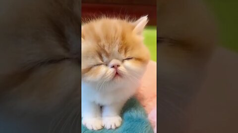 Beautiful Funniest Cat Videos 2023 😂 Funny Cats 🐱 #cute #cat #shorts