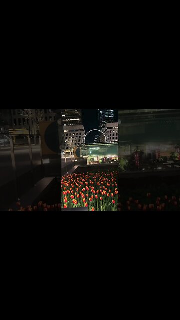 Gorgeous Tulips at Place ville Marie