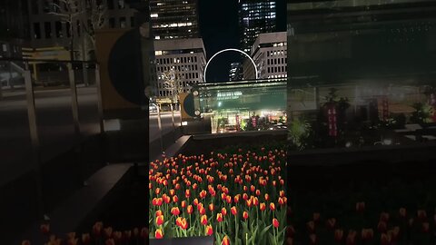 Gorgeous Tulips at Place ville Marie