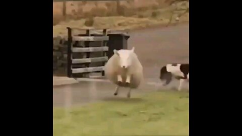 Funny sheep