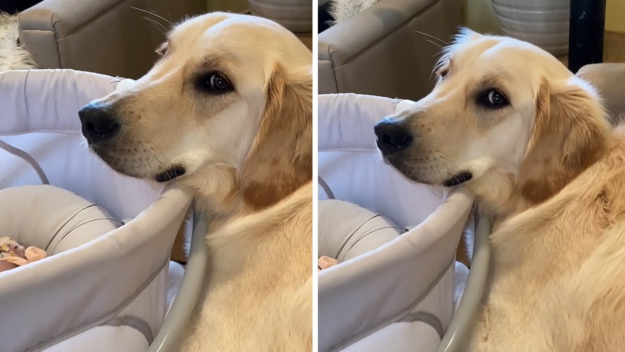 Golden Retriever wants to protect newborn baby