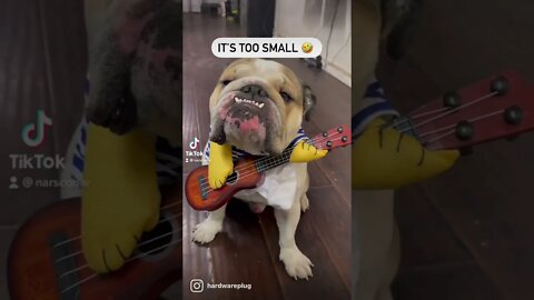 Fits Just Fine No? 🧐 #englishbulldog