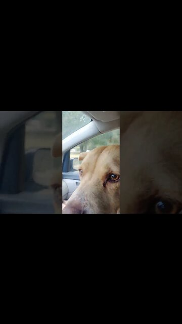 $130 ticket for sleeping in California?