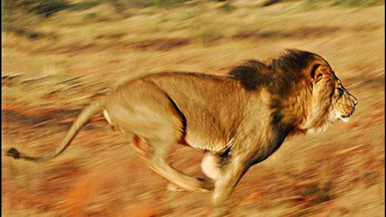 Run Lion Run