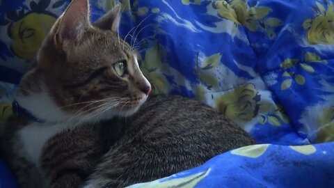Kitten Watches Cars on a Trip