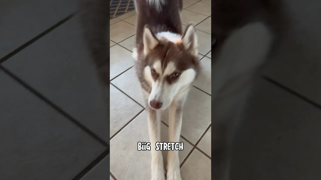 BIG stretch - Husky style