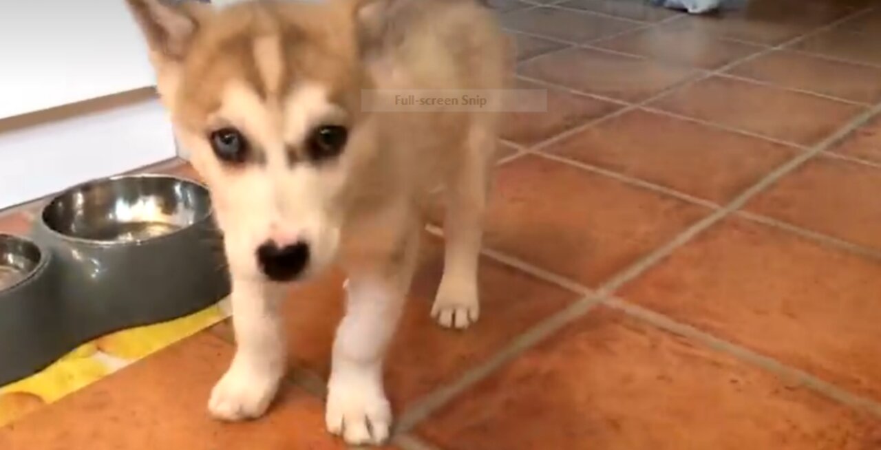 Hungry Husky Puppy | Funny Puppy Video