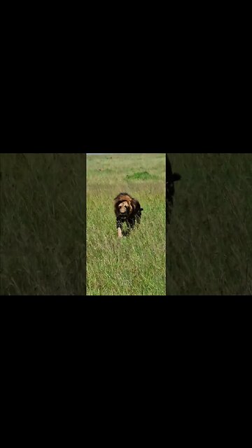 On Patrol! #shorts | #ShortsAfrica