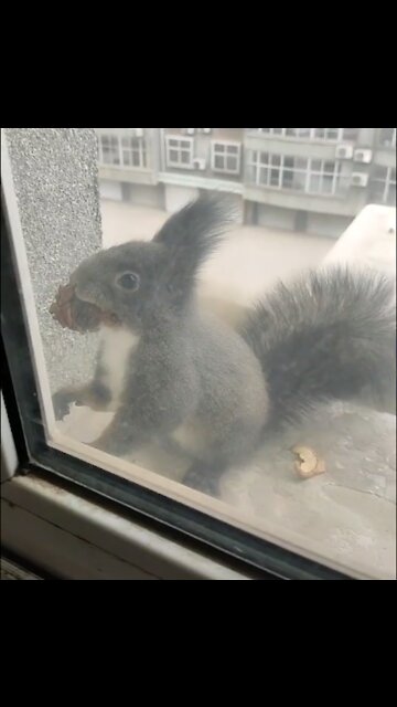 This little guy always bring dried seed to trade for some nuts