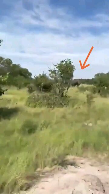 US citizen killed after enraged Bull Elephant flipped Safari truck. See Description below.