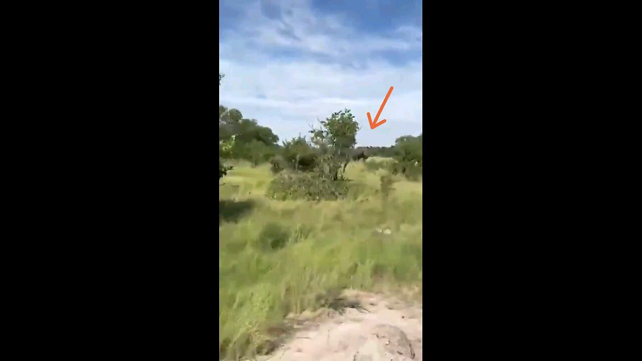 US citizen killed after enraged Bull Elephant flipped Safari truck. See Description below.