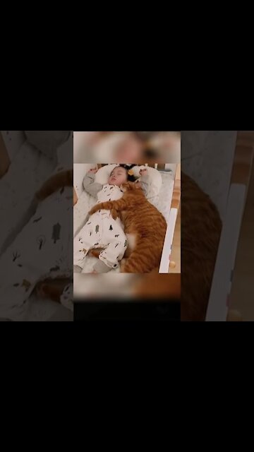 Aww Cute Cat Sleep with Baby Funny Cat Reaction #AwwAnimals