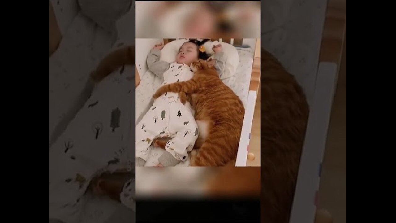 Aww Cute Cat Sleep with Baby Funny Cat Reaction #AwwAnimals