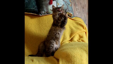 Leia Catching Toy Mouse