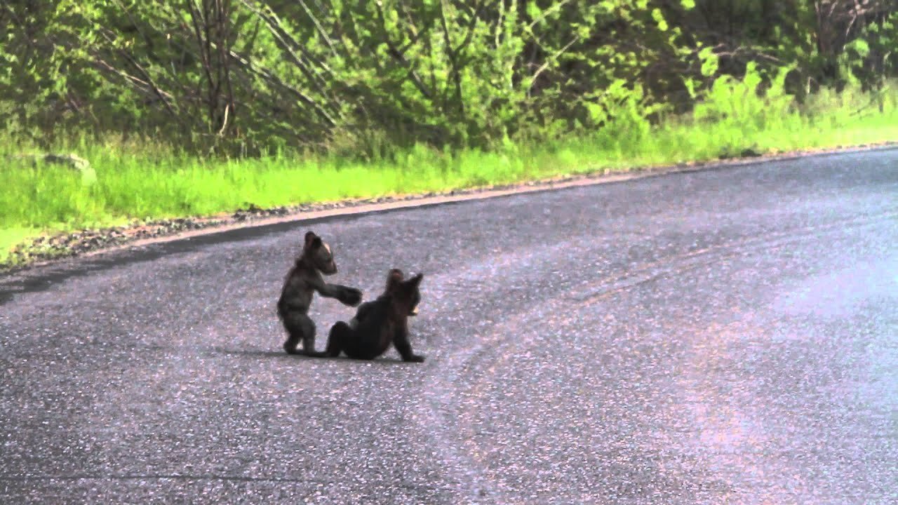 Yosemite Bears