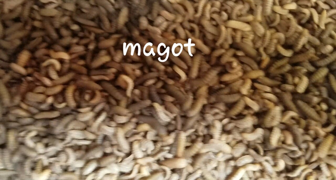 magot