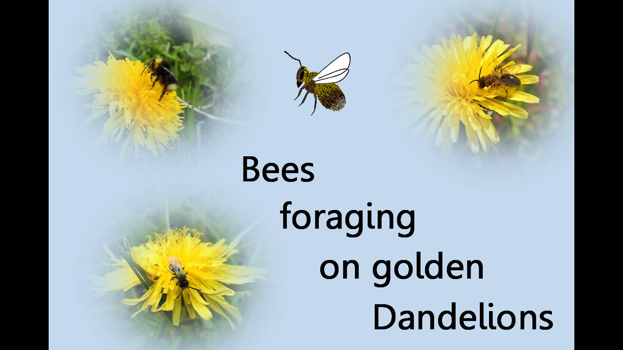 Bees foraging on golden Dandelions