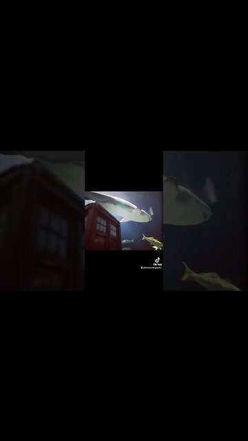 💧 #TARDIS VS #OCEAN #SEALIFE #BEACH #DOCTORWHO 🎶 #ONCEINALIFETIME #TALKINGHEADS #SUBSCRIBE #SHORTS