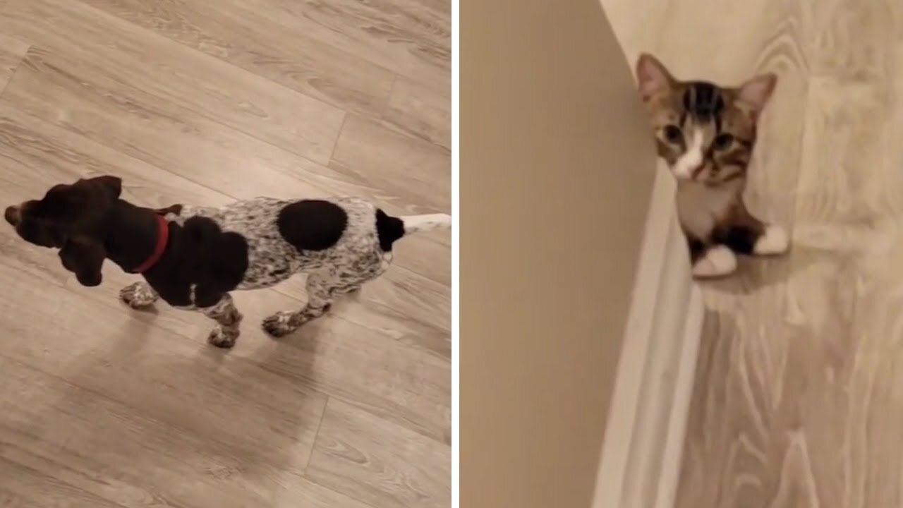 German Shorthaired Pointer's instincts kick in when she sees kitten