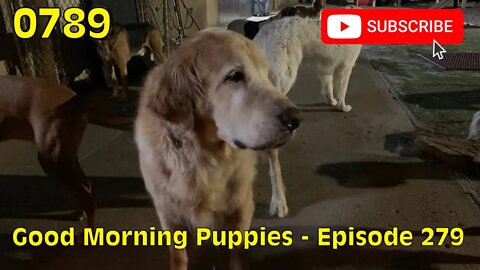 [0789] GOOD MORNING PUPPIES - EPISODE 279 [#dogs #doggos #doggies #puppies #dogdaycare]