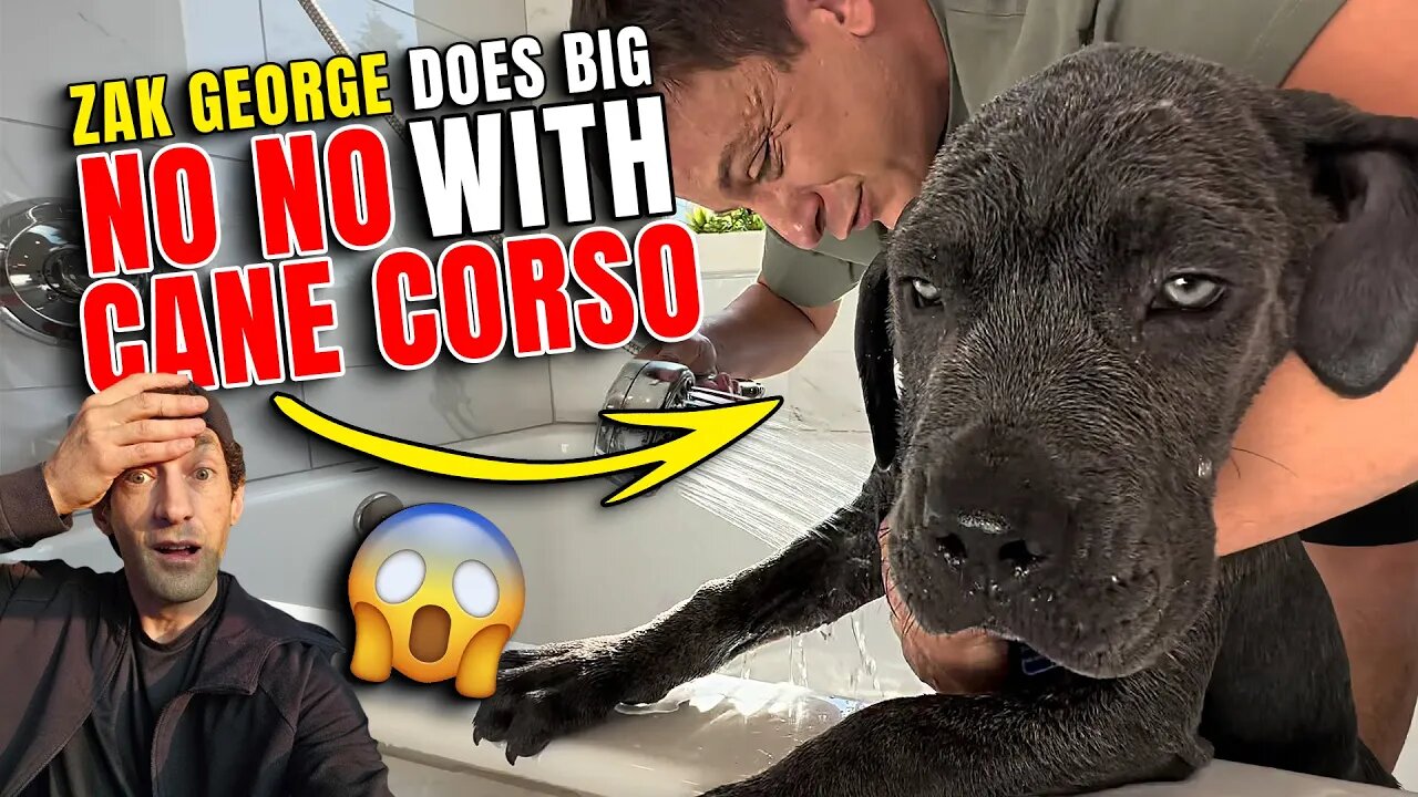 How To Survive Night One With a Totally Untrained dog Zak George Cane Corso BIG NO NO