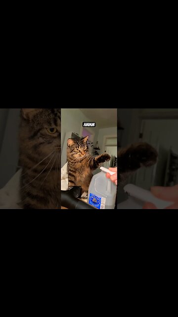 Attack of the cats! 🙀💀 #shorts#cat#asmr#fight#adley#aphmau#videos#mrbeast#spyninja#slime#funny