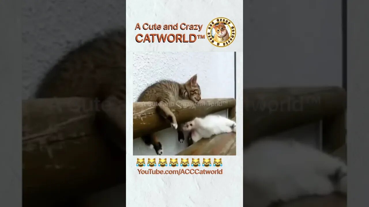 This Is What Happens When ‘Sleeping Cat Karma’ Calls 😹😸 | Funny Cat Videos #Shorts