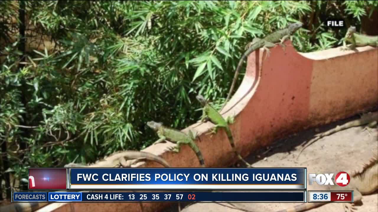 FWC clarifies how to rid your property of Iguanas humanely