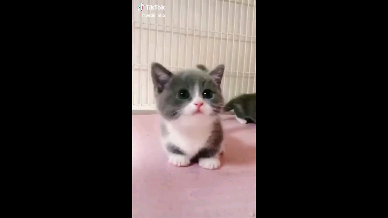 cutest cat 2023 viral