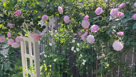 Roses bloom in May 01