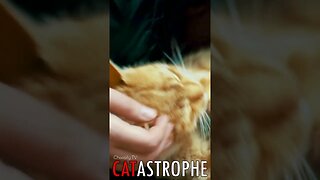 😼 #CATASTROPHE - Couch Scritches 🐈