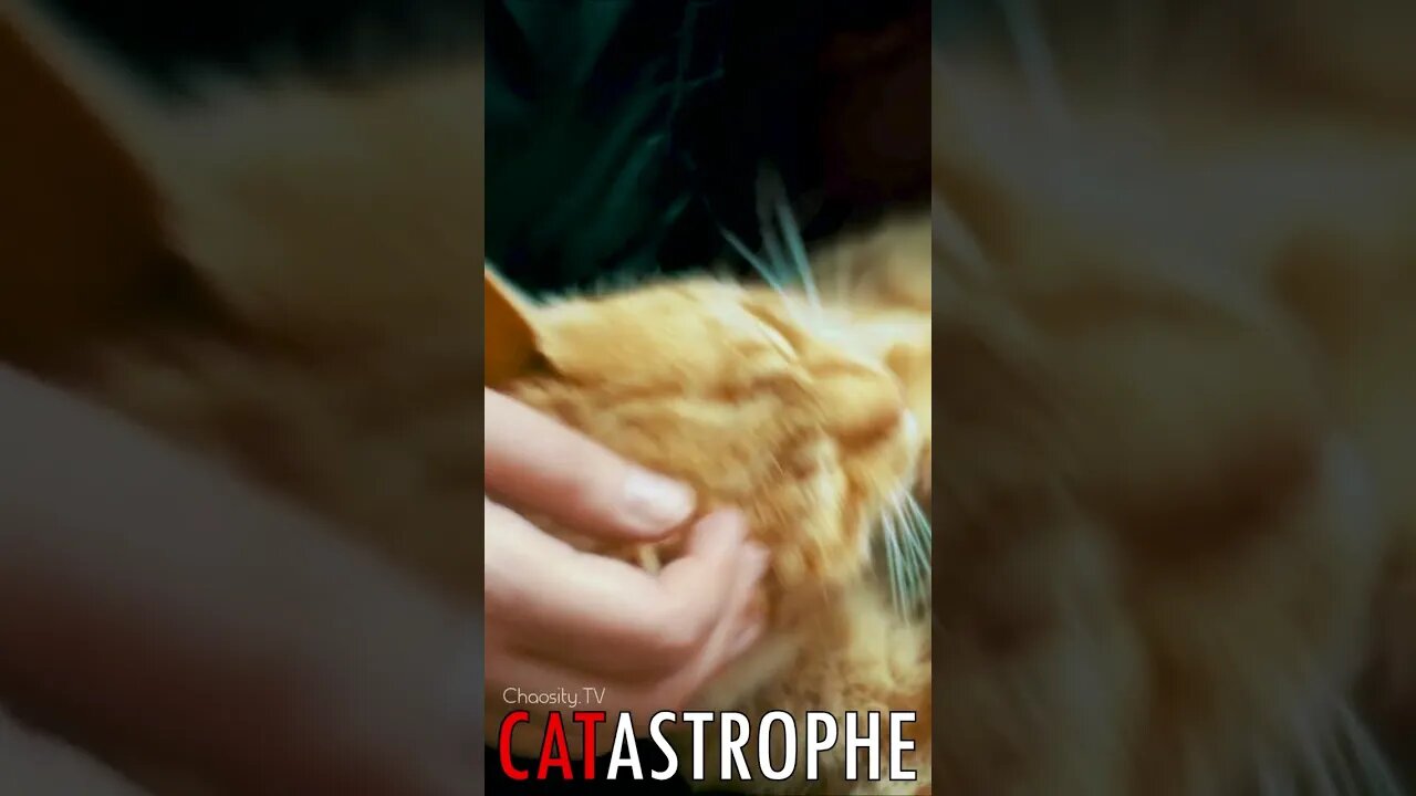 😼 #CATASTROPHE - Couch Scritches 🐈