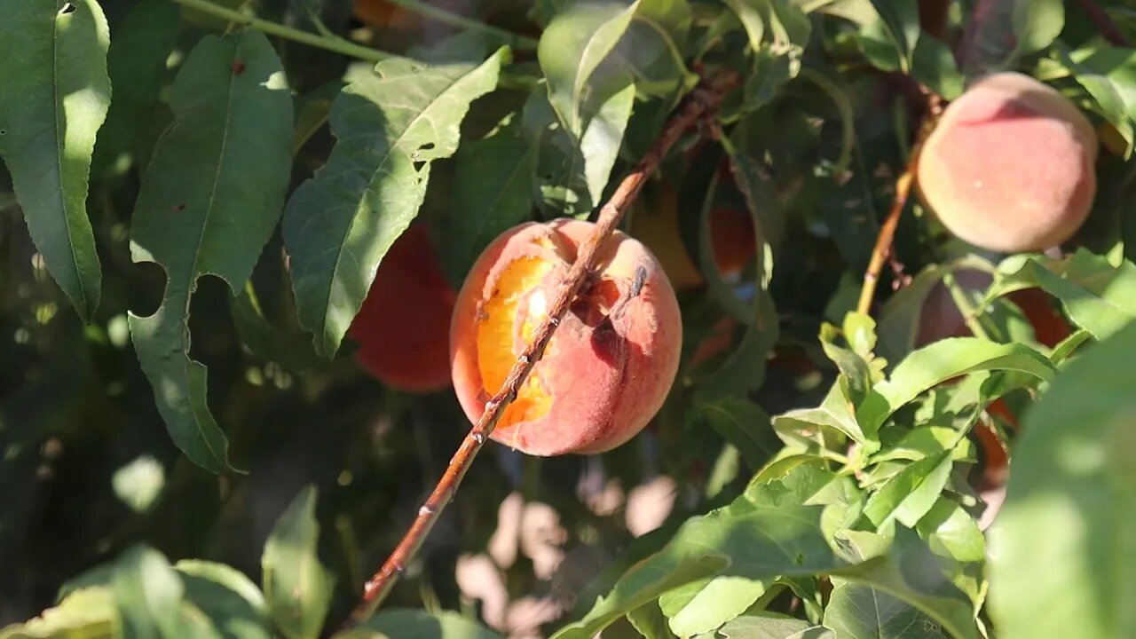 Birds Are Destroying Our Peaches! | Protecting Peaches From Birds