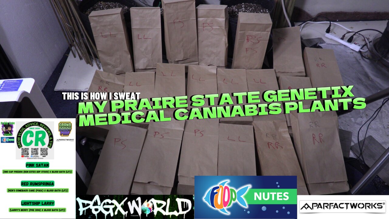 Prairie State Genetix Murder She Wrote Pack Medical Cannabis Plants Sweating & Update!!