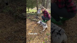 🐶 🐷 #puppies and #pigs #farmlife 🤪 #kunekune #corgi #cute